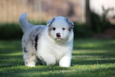 Les chiots de Berger Australien