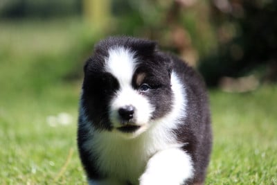 Les chiots de Berger Australien