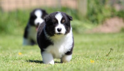 Les chiots de Berger Australien