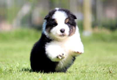 Les chiots de Berger Australien