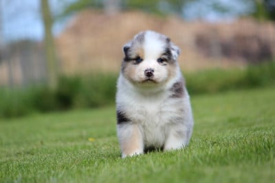 Les chiots de Berger Australien