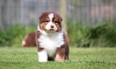 Les chiots de Berger Australien