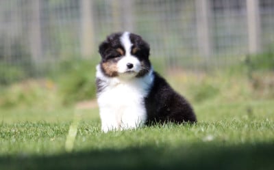 Les chiots de Berger Australien