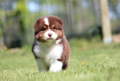 Les chiots de Berger Australien