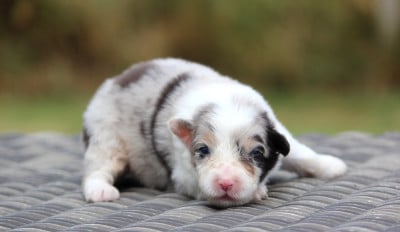 Les chiots de Berger Australien