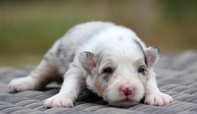 Les chiots de Berger Australien