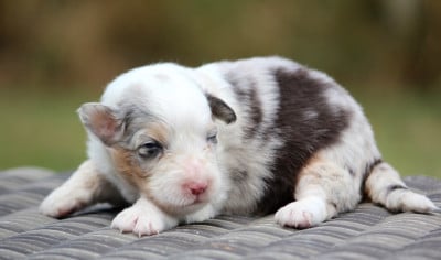 Les chiots de Berger Australien