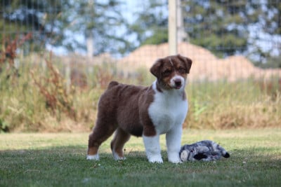 Les chiots de Berger Australien