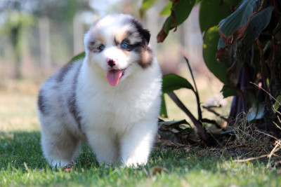 Les chiots de Berger Australien
