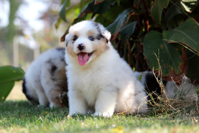Les chiots de Berger Australien