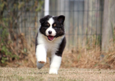 Les chiots de Berger Australien