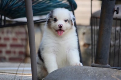 Les chiots de Berger Australien