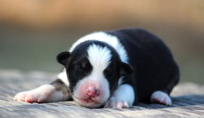 Berger Australien