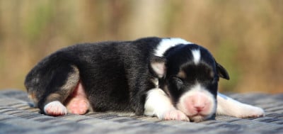 FNT1 - Berger Australien