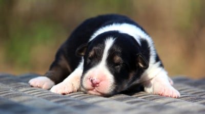 FNT2 - Berger Australien