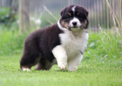Les chiots de Berger Australien