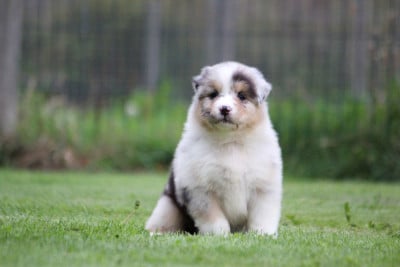 Les chiots de Berger Australien