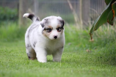 Les chiots de Berger Australien