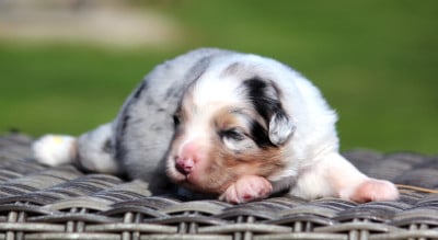 Les chiots de Berger Australien