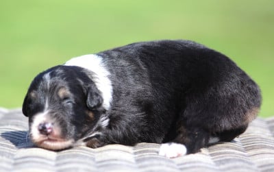 Les chiots de Berger Australien