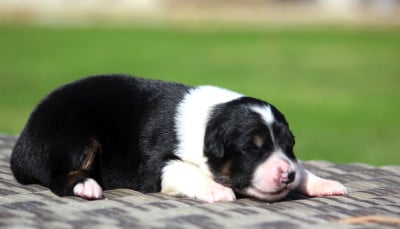 Les chiots de Berger Australien