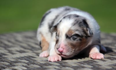 Les chiots de Berger Australien