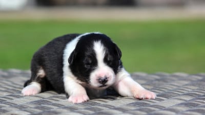 Les chiots de Berger Australien