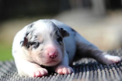 Les chiots de Berger Australien