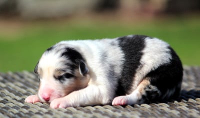 Les chiots de Berger Australien