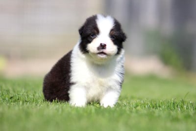 Les chiots de Berger Australien