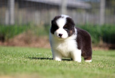 Les chiots de Berger Australien