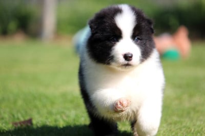 Les chiots de Berger Australien