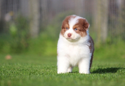 Les chiots de Berger Australien