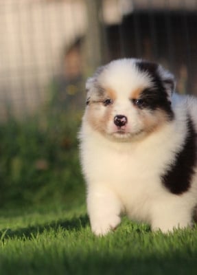 Les chiots de Berger Australien