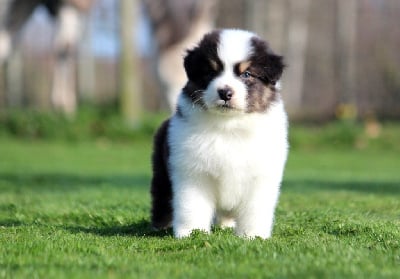 Les chiots de Berger Australien