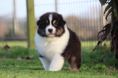 Les chiots de Berger Australien