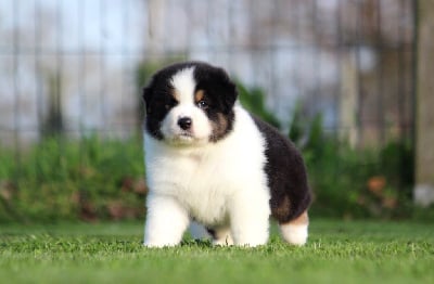 Les chiots de Berger Australien
