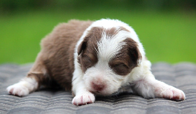 Les chiots de Berger Australien