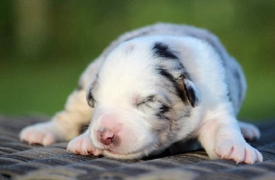 Les chiots de Berger Australien