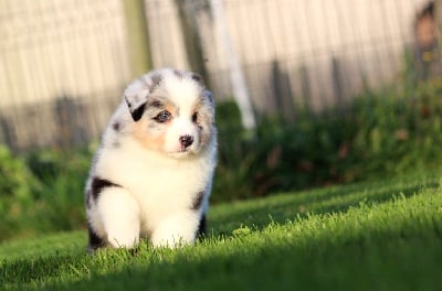 Les chiots de Berger Australien