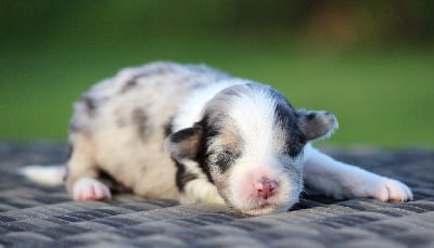 Les chiots de Berger Australien