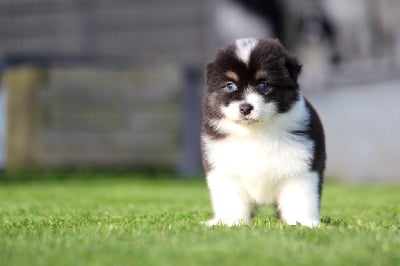 Les chiots de Berger Australien