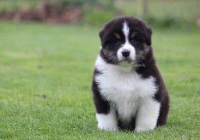 Les chiots de Berger Australien