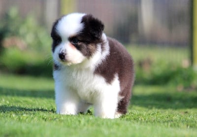 Les chiots de Berger Australien