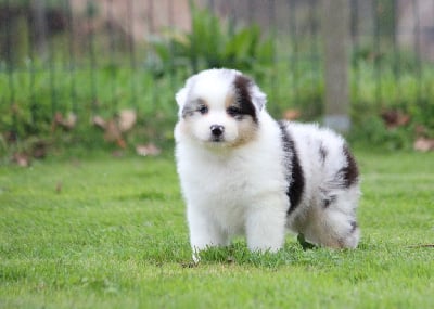 Les chiots de Berger Australien