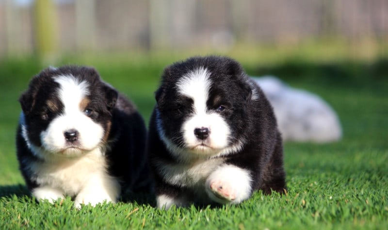 Berger Australien - des Terres De Khairyaca