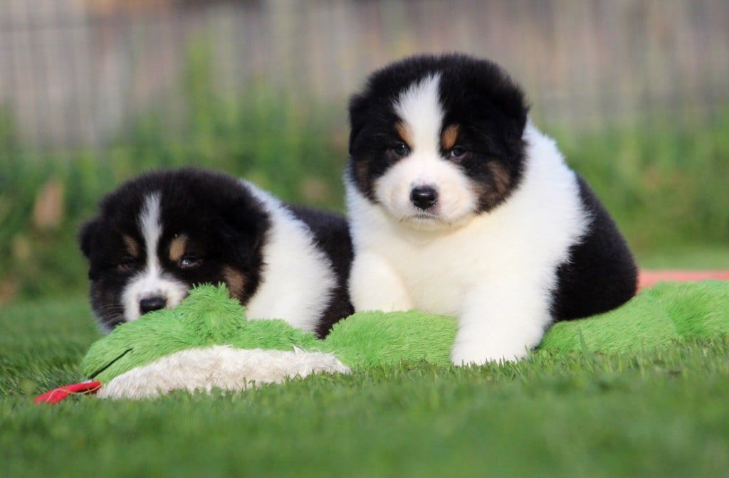 Berger Australien - des Terres De Khairyaca