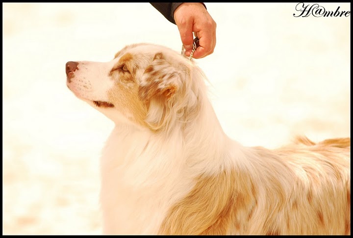 Sr daika des falaises d etretat - excelent