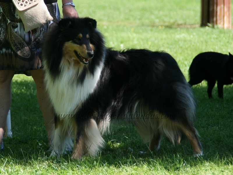 Publication : Des Bergers Du Landas Auteur : JUBERA Ginette