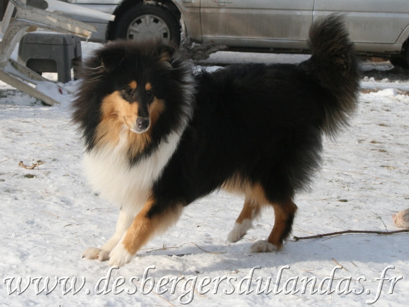 Publication : Des Bergers Du Landas Auteur : JUBERA Ginette